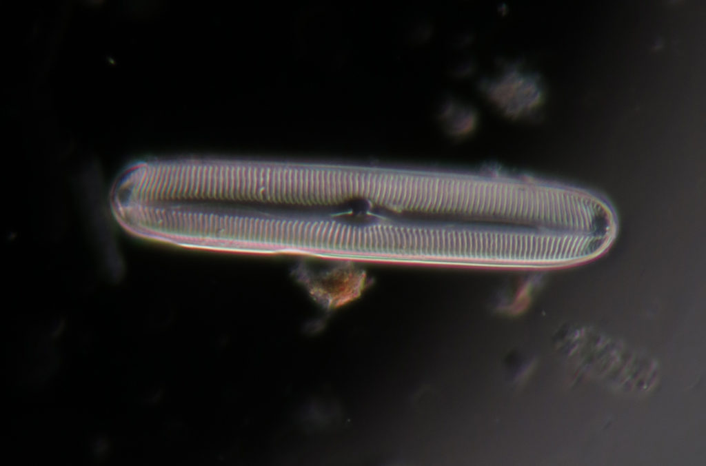 actu-nov17-chimie-naturellement-creative-Diatomée
