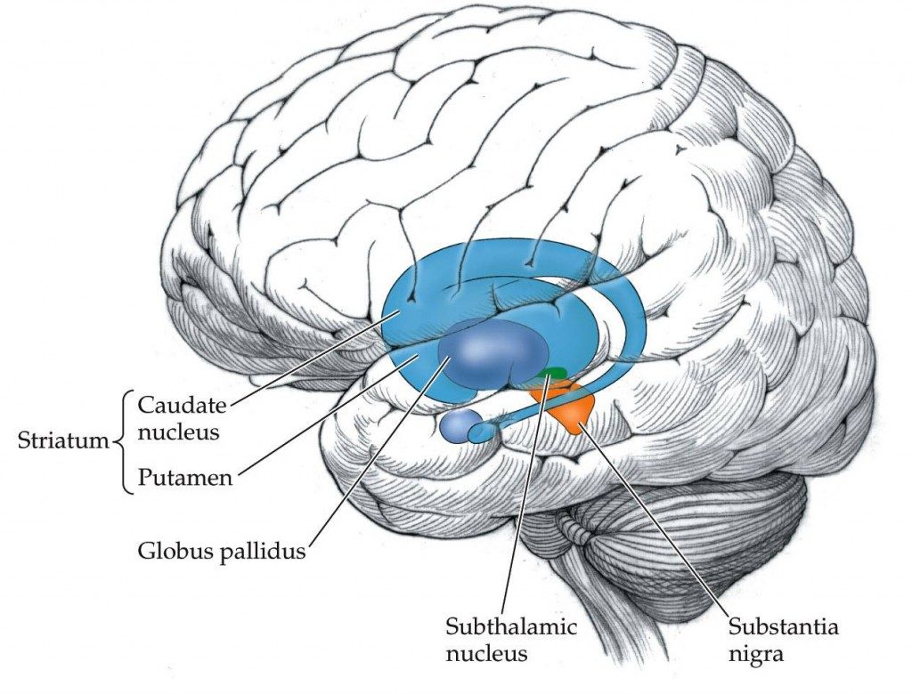 actu-spet17-parkinson-Ganglions-de-la-base-2